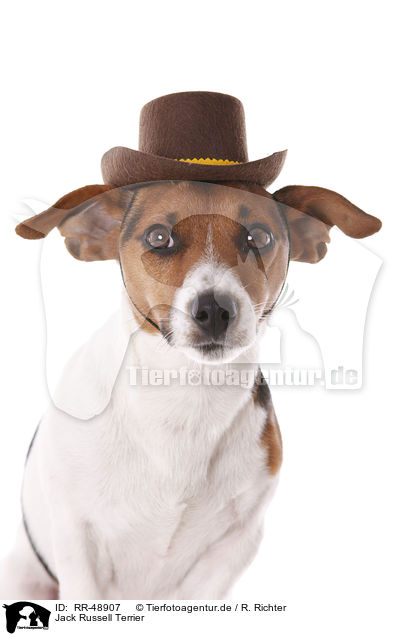 Jack Russell Terrier / Jack Russell Terrier / RR-48907