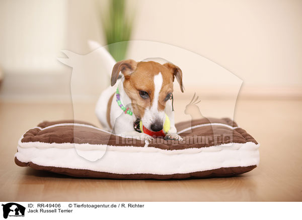Jack Russell Terrier / Jack Russell Terrier / RR-49406