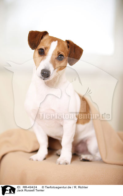 Jack Russell Terrier / Jack Russell Terrier / RR-49424