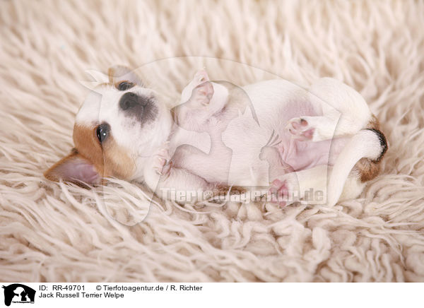 Jack Russell Terrier Welpe / Jack Russell Terrier Puppy / RR-49701