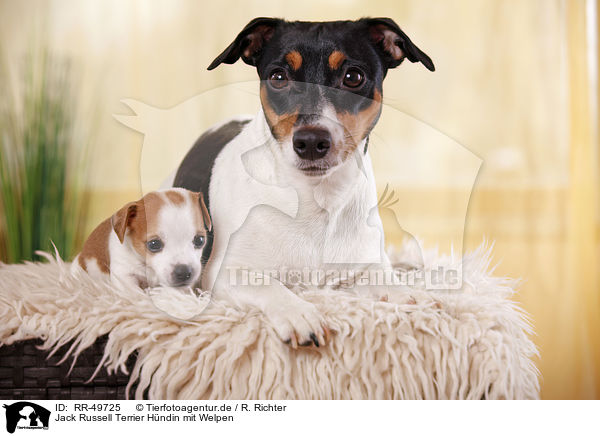 Jack Russell Terrier Hndin mit Welpen / Jack Russell Terrier mother with puppies / RR-49725