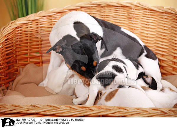 Jack Russell Terrier Hndin mit Welpen / Jack Russell Terrier mother with puppies / RR-49737