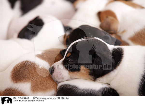 Jack Russell Terrier Welpen / Jack Russell Terrier puppies / RR-49741