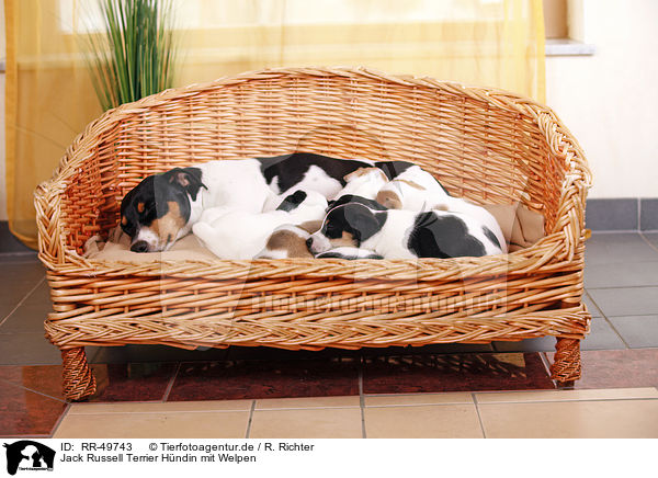 Jack Russell Terrier Hndin mit Welpen / Jack Russell Terrier mother with puppies / RR-49743