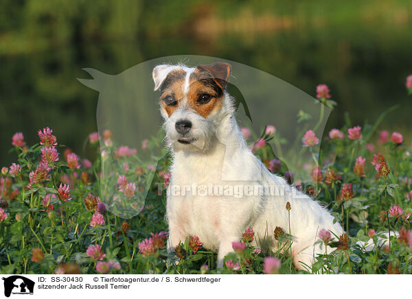 sitzender Parson Russell Terrier / sitting Parson Russell Terrier / SS-30430