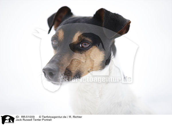 Jack Russell Terrier Portrait / RR-51009