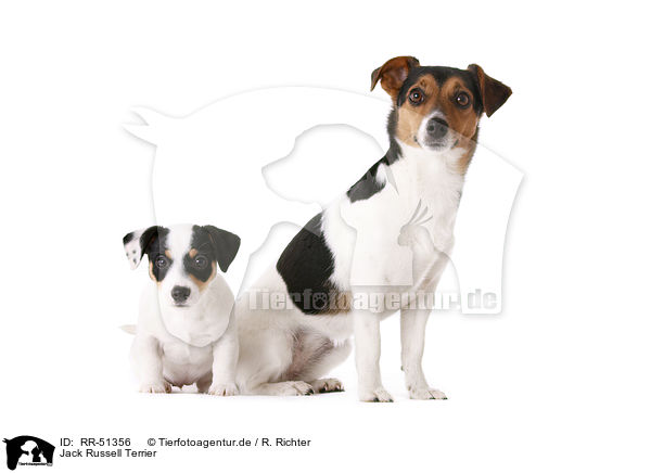 Jack Russell Terrier / RR-51356