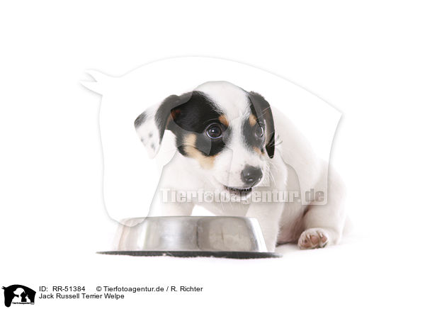 Jack Russell Terrier Welpe / Jack Russell Terrier puppy / RR-51384