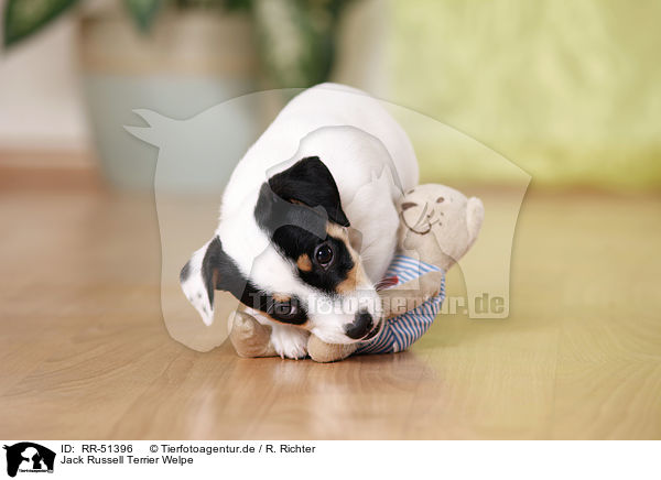Jack Russell Terrier Welpe / Jack Russell Terrier puppy / RR-51396