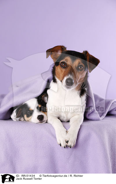 Jack Russell Terrier / Jack Russell Terrier / RR-51434
