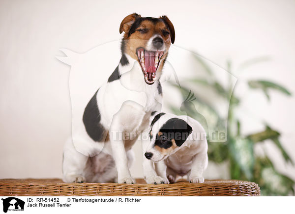 Jack Russell Terrier / Jack Russell Terrier / RR-51452