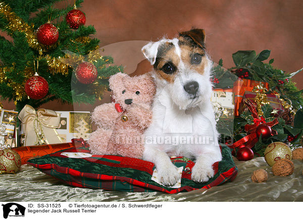 liegender Parson Russell Terrier / lying Parson Russell Terrier / SS-31525