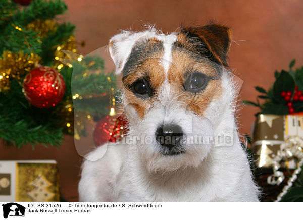 Parson Russell Terrier Portrait / Parson Russell Terrier Portrait / SS-31526