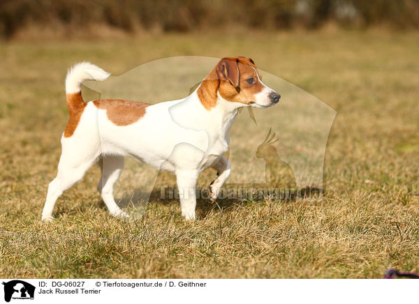 Jack Russell Terrier / DG-06027
