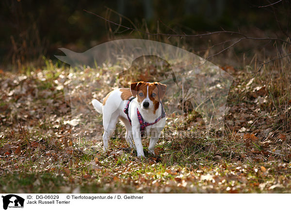 Jack Russell Terrier / DG-06029