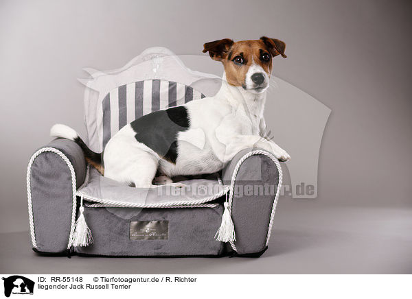 liegender Jack Russell Terrier / RR-55148