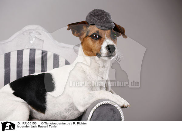 liegender Jack Russell Terrier / RR-55150