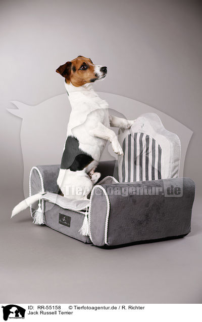 Jack Russell Terrier / Jack Russell Terrier / RR-55158