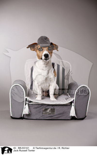 Jack Russell Terrier / Jack Russell Terrier / RR-55161