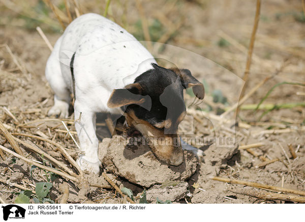 Jack Russell Terrier / Jack Russell Terrier / RR-55641