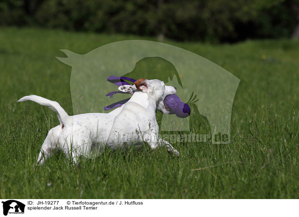spielender Jack Russell Terrier / playing Jack Russell Terrier / JH-19277