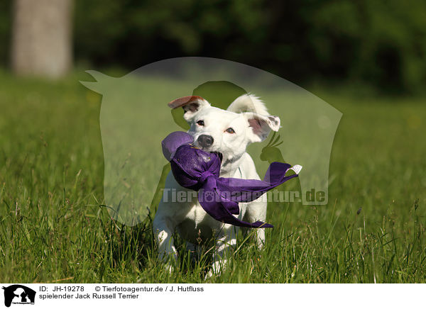 spielender Jack Russell Terrier / playing Jack Russell Terrier / JH-19278
