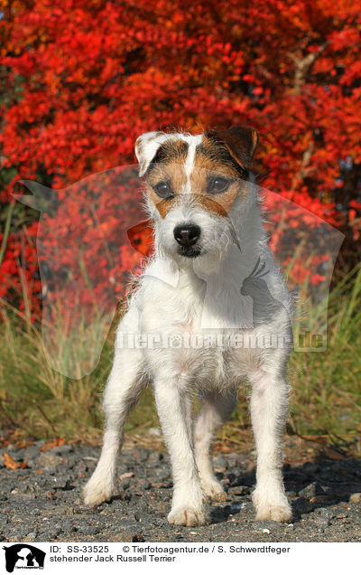 stehender Jack Russell Terrier / SS-33525