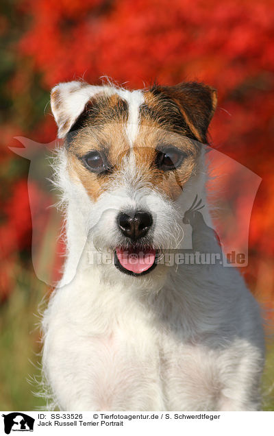 Jack Russell Terrier Portrait / SS-33526