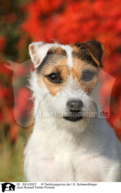 Jack Russell Terrier Portrait / SS-33527