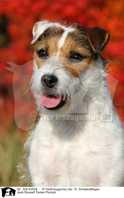 Jack Russell Terrier Portrait / SS-33528