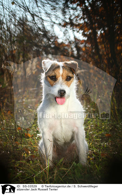 sitzender Jack Russell Terrier / SS-33529