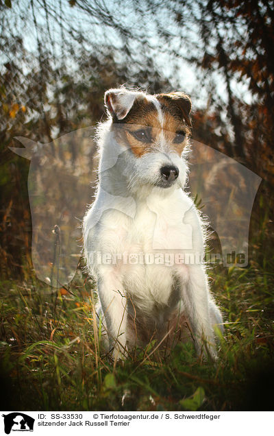 sitzender Jack Russell Terrier / SS-33530