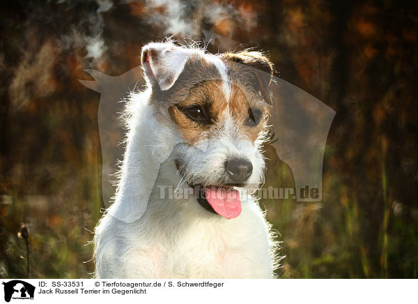 Jack Russell Terrier im Gegenlicht / SS-33531