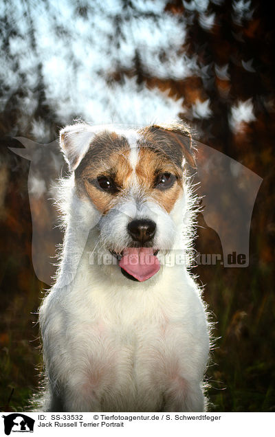 Jack Russell Terrier Portrait / SS-33532