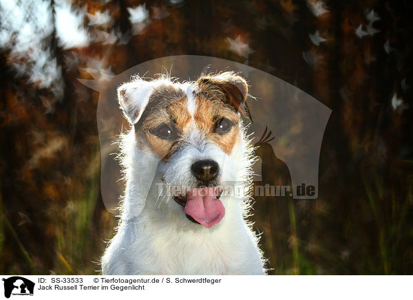 Jack Russell Terrier im Gegenlicht / SS-33533