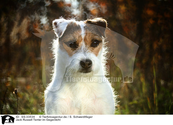 Jack Russell Terrier im Gegenlicht / SS-33534