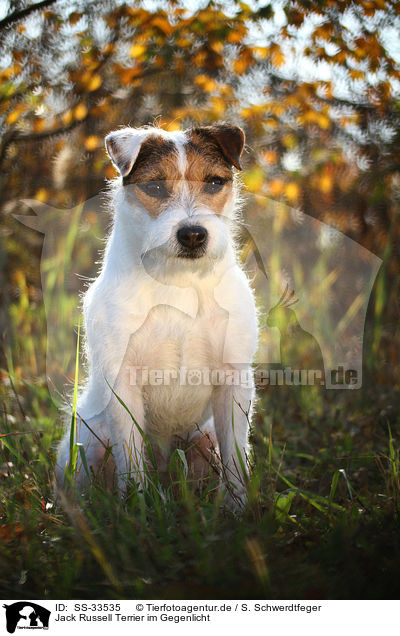 Jack Russell Terrier im Gegenlicht / SS-33535
