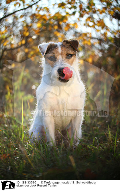 sitzender Jack Russell Terrier / SS-33536