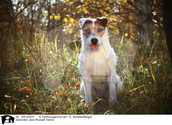 sitzender Jack Russell Terrier / SS-33537