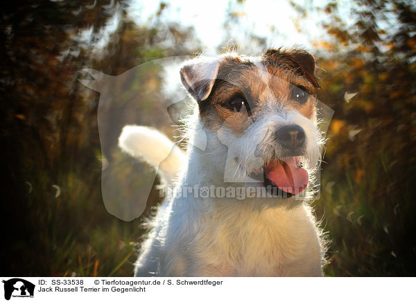 Jack Russell Terrier im Gegenlicht / SS-33538