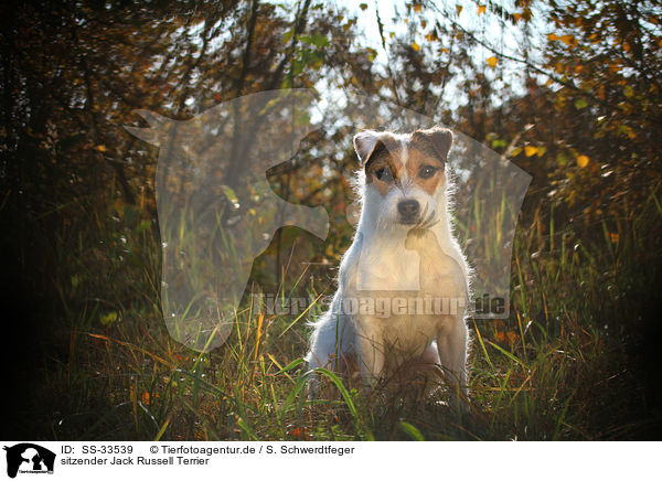sitzender Jack Russell Terrier / SS-33539