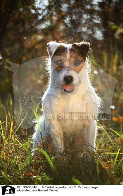 sitzender Jack Russell Terrier / SS-33540