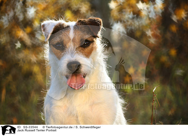 Parson Russell Terrier Portrait / Parson Russell Terrier Portrait / SS-33544