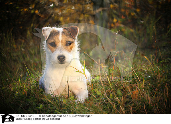Jack Russell Terrier im Gegenlicht / SS-33548