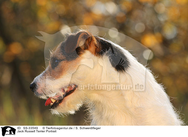 Jack Russell Terrier Portrait / SS-33549
