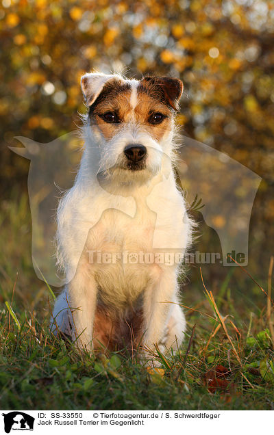 Jack Russell Terrier im Gegenlicht / SS-33550