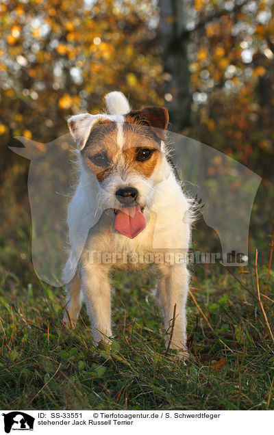 stehender Jack Russell Terrier / SS-33551