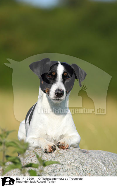 liegender Jack Russell Terrier / lying Jack Russell Terrier / IF-10696