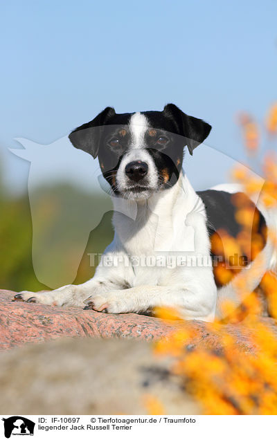 liegender Jack Russell Terrier / lying Jack Russell Terrier / IF-10697