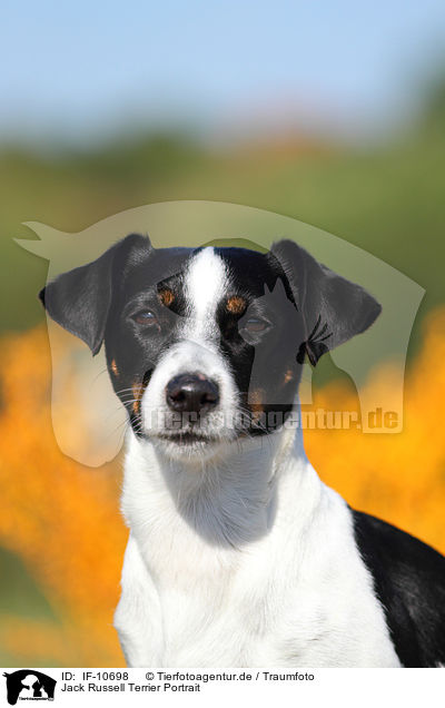 Jack Russell Terrier Portrait / Jack Russell Terrier Portrait / IF-10698